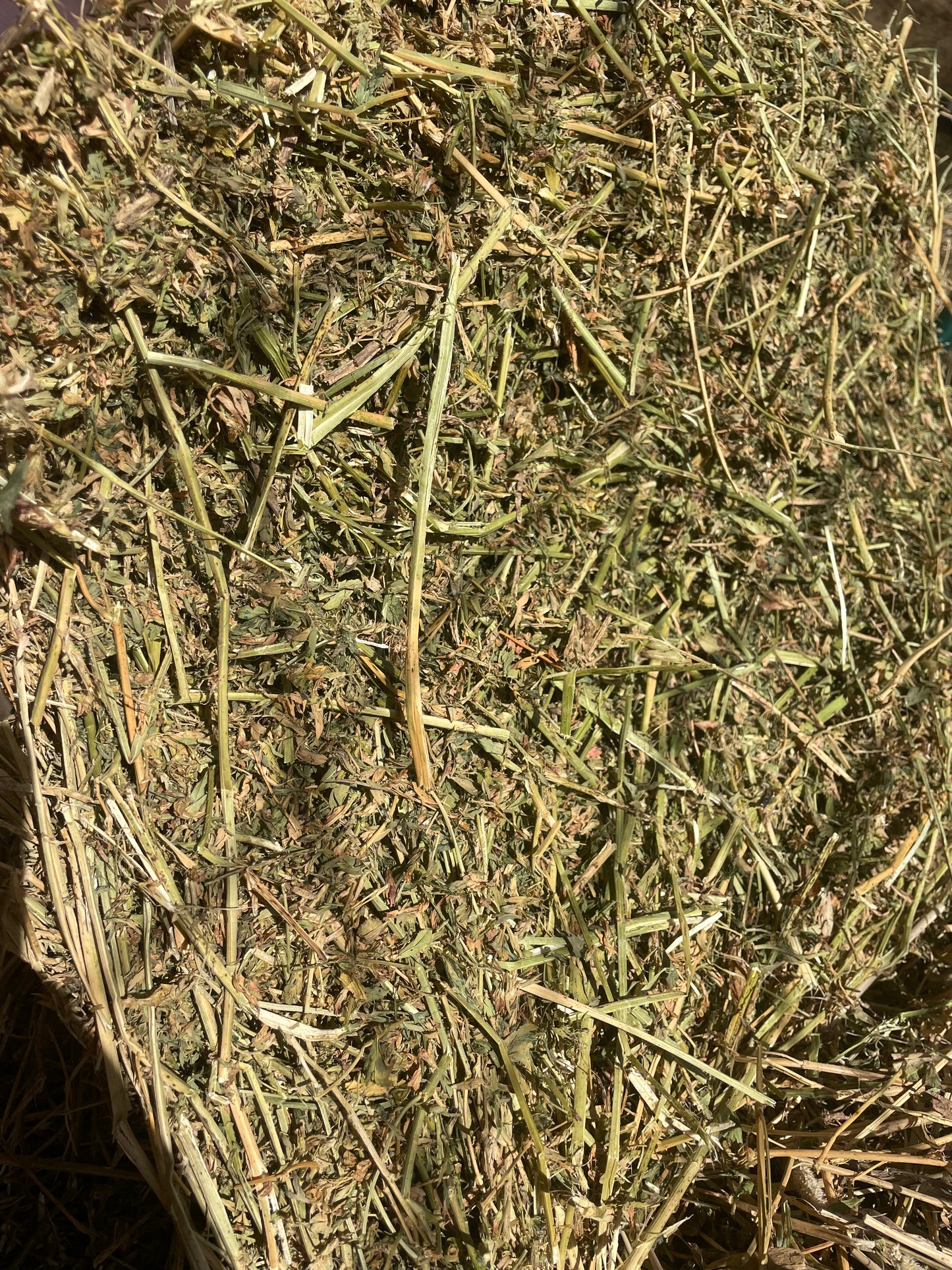 2 String Alfalfa